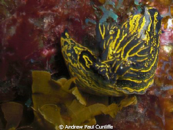 a pretty little thing curling up as if it´s going to slee... by Andrew Paul Cunliffe 